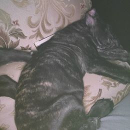Cane Corso Puppies from Good Life Canine