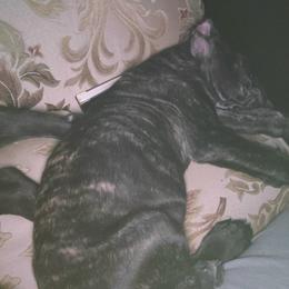 Cane Corso Puppies from Good Life Canine
