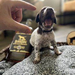 German Shorthaired Pointer Puppies from Bequest German Shorthaired Pointers