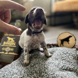 German Shorthaired Pointer Puppies from Bequest German Shorthaired Pointers