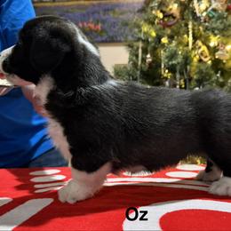 Oz - Brindle and white male Cardigan Welsh Corgi puppy in Cumby, Texas from Windmill GSD and Cardigan Welsh Corgis