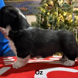 Oz - Brindle and white male Cardigan Welsh Corgi puppy in Cumby, Texas from Windmill GSD and Cardigan Welsh Corgis