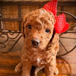 Kisses - Red  female Goldendoodle puppy in Bradenton, Florida from Christianna’s Mini Goldendoodles