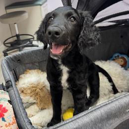 Dior - Parti female Goldendoodle puppy in El Cajon, California from Pacific Coast Goldendoodles