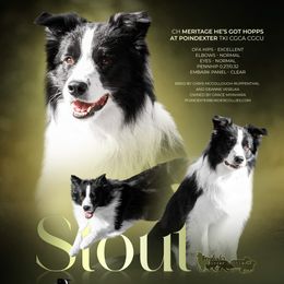 Stout - Border Collie