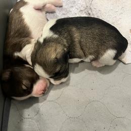 Miniature Schnauzer Puppies from Fancy Farms + Pups