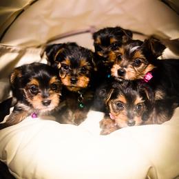 Yorkshire Terrier Puppies from Top Notch Pupz