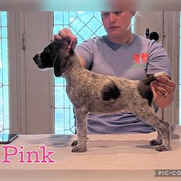 Purple - Liver and white female German Wirehaired Pointer puppy in Umatilla, Florida from Double D Picards and GWPs