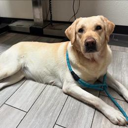 Cruz - Yellow female Labrador Retriever puppy in Baytown, Texas from Dirty Bay Labradors