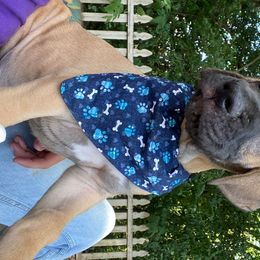 Great Dane Puppies from Kirk’s Dane Farm
