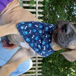 Great Dane Puppies from Kirk’s Dane Farm