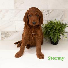 Storm - Red male Irish Doodle puppy in Mesa, Arizona from Desert Doodles