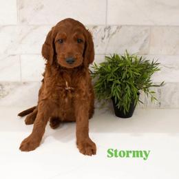 Storm - Red male Irish Doodle puppy in Mesa, Arizona from Desert Doodles