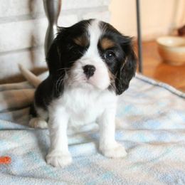 Biewer Terriers and Cavalier King Charles Spaniels from Melt My Heart Cavaliers and Behold! Biewers Terriers