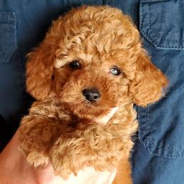 Sally- Toy-Mini AKC Poodle - Red  female Poodle puppy in Falcon, Missouri from Cedar House Heritage Poodles | AKC Toy & Miniature Poodle Puppies Raised in Home