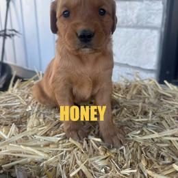 Honey - Dark golden female Golden Retriever puppy in Rexburg, Idaho from Teton View Golden Retrievers