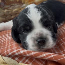 Hiccup - Black white and tan male Cocker Spaniel puppy in Deer Park, Texas from Southern Sunset Cockers