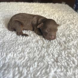 Twix - Brown white and tan male Cockapoo puppy in Albany, Kentucky from Windy Pines Farm