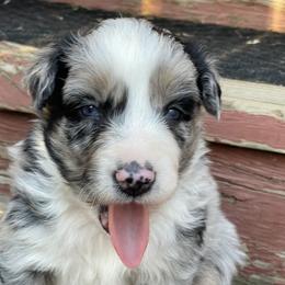 Tennessee - Blue merle female Australian Shepherd puppy in Hopewell, Virginia from Sarah Estes