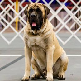 Mastiffs from Temblor Mastiffs