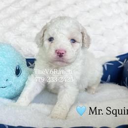 Squirt - White male Sheepadoodle puppy in Sulphur Bluff, Texas from V6 Ranch Dogs