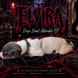 Elvira - Blue female Great Dane puppy in Montgomery, Texas from KD Sweet Southern Danes