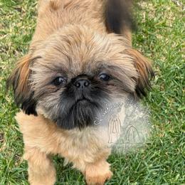 Midas - Shih Tzu