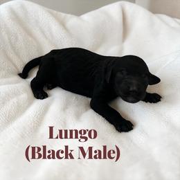 Lungo - Black male Poodle puppy in Ellenburg Center, New York from Kristin's Puppies
