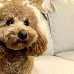 Bernedoodles, Goldendoodles, and Poodles from Summer Springer
