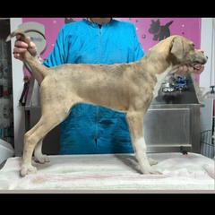 Mountain Cur puppies from Walnut Ridge Mountain Curs