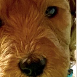 Bruno - Red  Goldendoodle puppy in Rancho Murieta, California from Caryn’s classy doodles