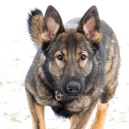 German Shepherds from Von Haus Wick German Shepherds