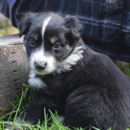 Australian Shepherd Puppies from Glacier Aussies