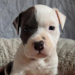 Pirate - Blue brindle male American Staffordshire Terrier puppy in Cosby, Tennessee from Edelhaus Kennel