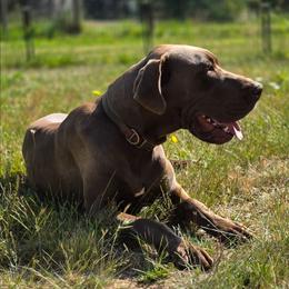 Bruce - Great Dane