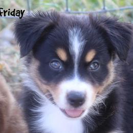Friday - Black tri female Miniature Australian Shepherd puppy in Garden Plain, Kansas from Krazy K Aussies