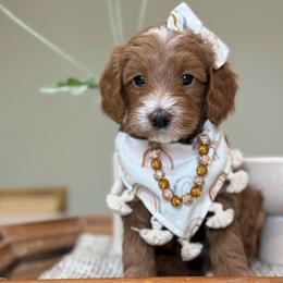 Brenda - Red  female Goldendoodle puppy in Yuciapa, California from AlltheDoodlez_