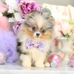 Bailey-AKC Black & Tan Merle - Blue merle male Pomeranian puppy in Santa Rosa, California from Cute California Poms