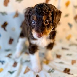Girl1 - Red tri-color female Aussiedoodle puppy in Liberty, Texas from Poodles and Doodles Most Excellent Adventures