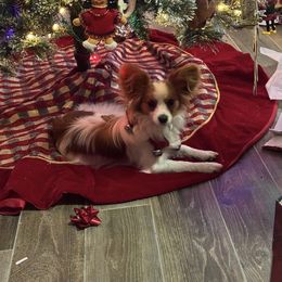 Papillon All Grown Up from Heather's Papillons