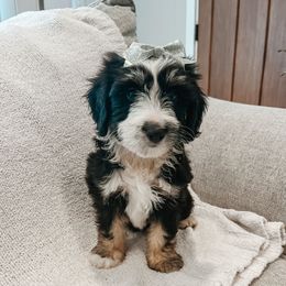 McKinley - female Australian Mountain Doodle puppy in Tryon, North Carolina from Melrose Mountain Farm