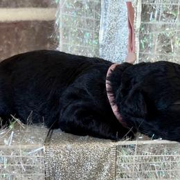 Anna - Black phantom female Aussiedoodle puppy in Idabel, Oklahoma from Kay Kay’s Poodles & Doodles