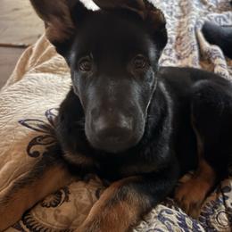 Girl 1 - Bi-color female German Shepherd puppy in Centralia, Illinois from Janices AKC German Sheperds LLC