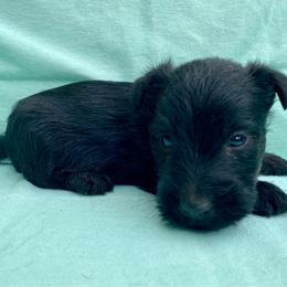 Aspen (Yellow) - Black male Scottish Terrier puppy in Jefferson, North Carolina from McGuire’s High Country Terriers
