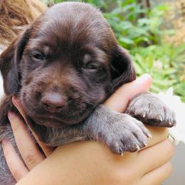 Laura Lee - Liver roan female German Shorthaired Pointer puppy in Redding, California from Macushla Kennel