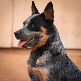 Bronya - Australian Cattle Dog