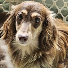 Charlene - Dachshund