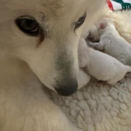 Girl 1 - White female Japanese Spitz puppy in Sebastopol, California from IMag Japanese Spitz
