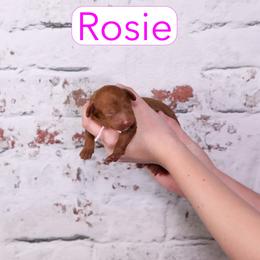 Rosie - Red female Cavapoo puppy in Calhoun, Georgia from Happy Top Doodles