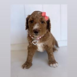 Faith - Apricot female Goldendoodle puppy in Waterford, California from Alvdoodles